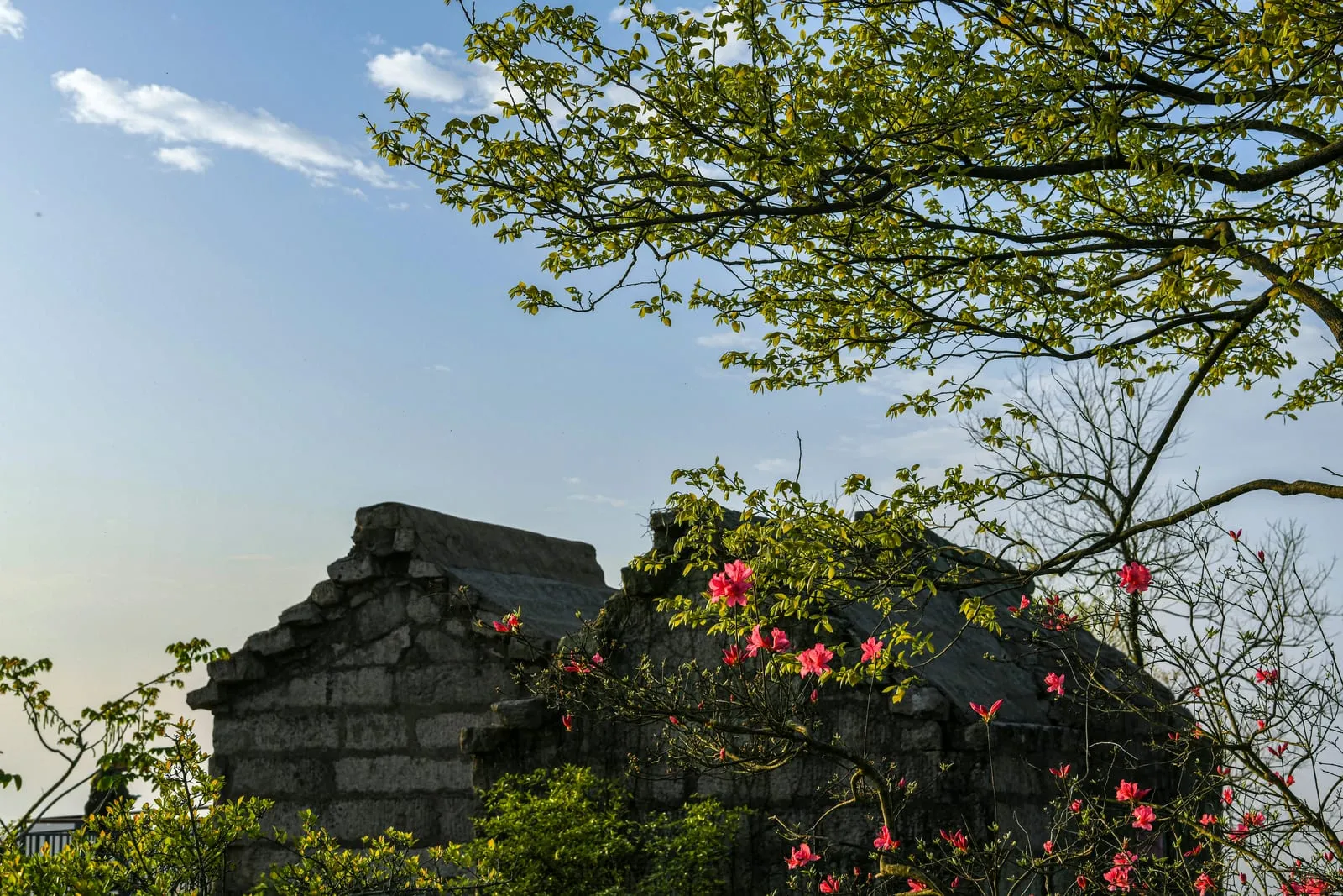 金寨杜鹃花海全景