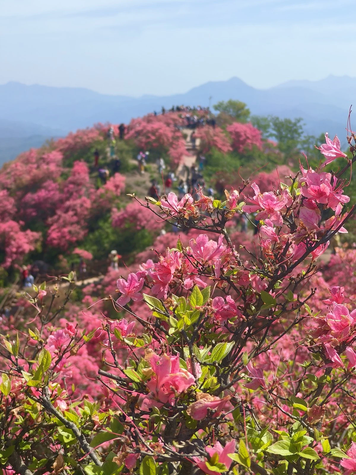 4-5 月限定｜马鬃岭十里映山红 · 大别山最美春景