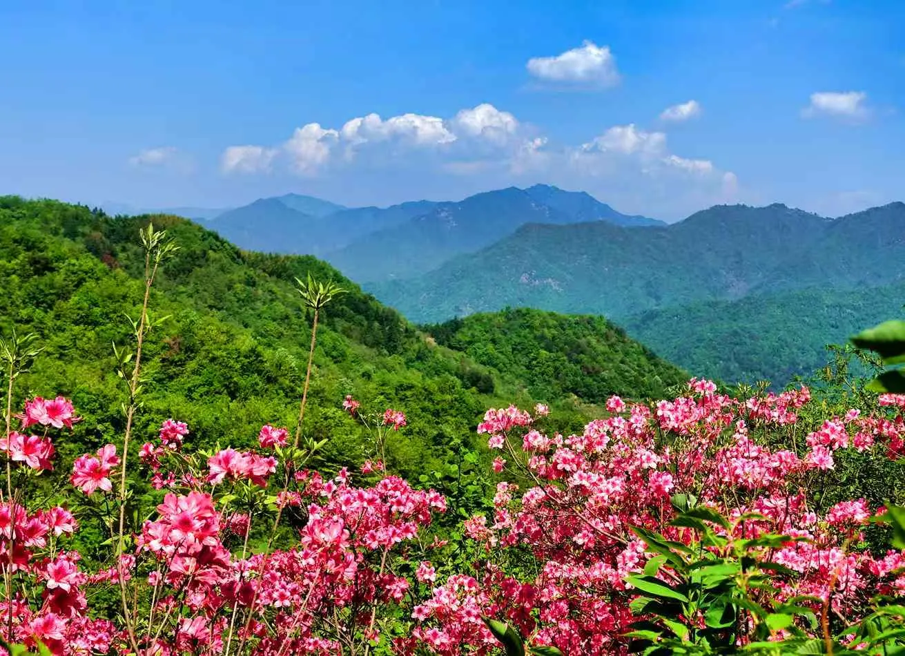 山岭盛花期实景