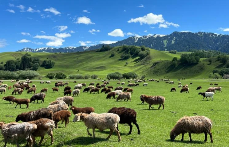 伊犁塞外｜空中草原与高原湖泊