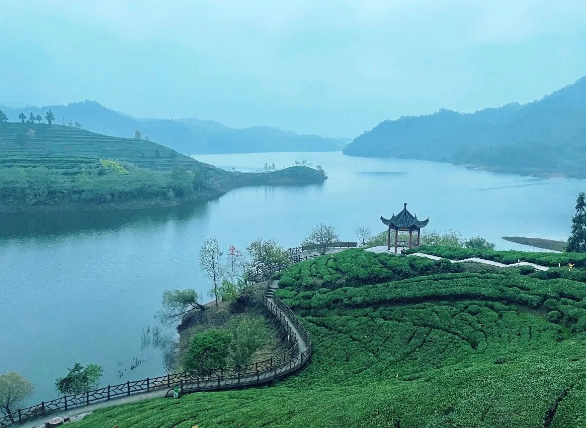 西茶谷千岛茶山与响洪甸水库全景